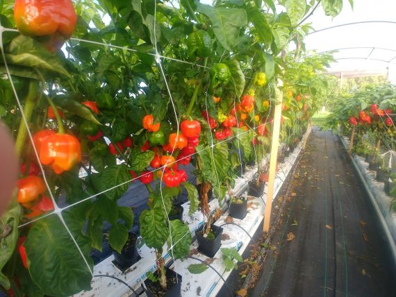 Armageddon chilli SEEDS (approximately 20 seeds)