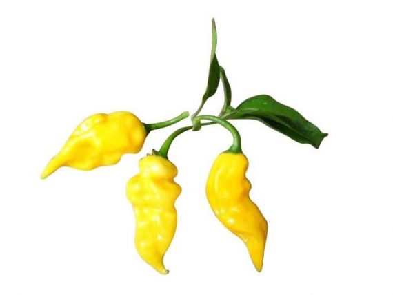 Lemon Habanero Seeds (approximately 20 seeds)
