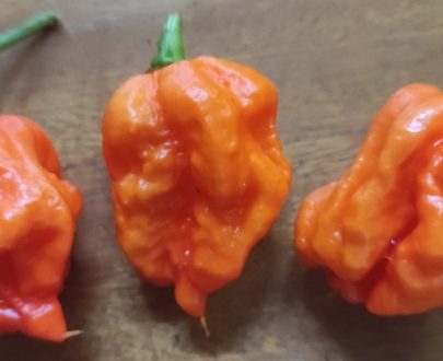 Trinidad Moruga Scorpion Seeds (approximately 20 seeds)