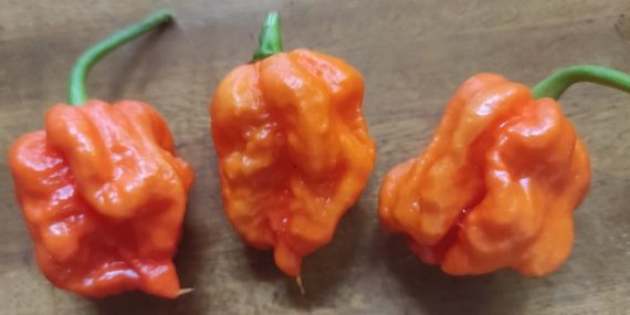 Trinidad Moruga Scorpion Seeds (approximately 20 seeds)