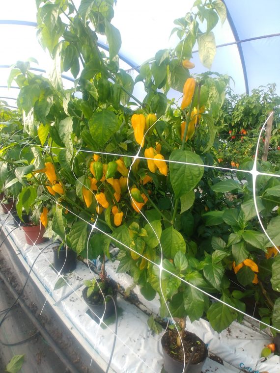 1 X Fatalii Chilli Plant