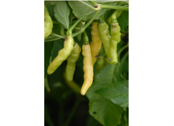 Turtle Claw chilli SEEDS (approximately 15 seeds)