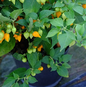Biquinho Yellow chilli SEEDS (approximately 15 seeds)