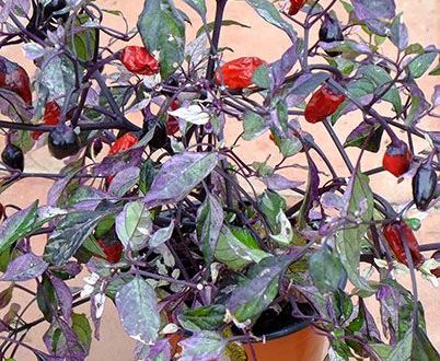 Calico chilli SEEDS (approximately 20 seeds)