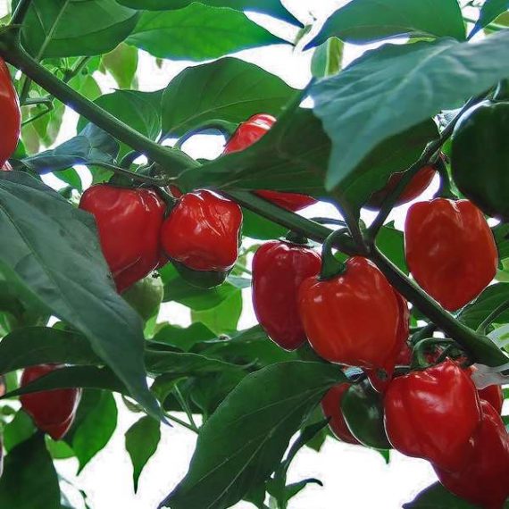 Caribbean Red Habanero chilli seeds (approximately 20 seeds)