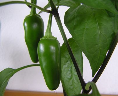 Early Jalapeno chilli SEEDS (approximately 20 seeds)