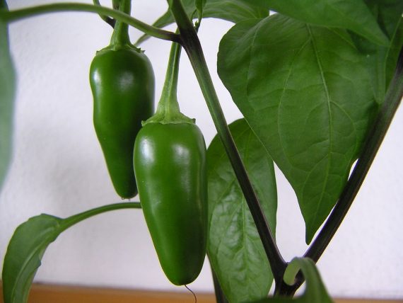 Early Jalapeno chilli SEEDS (approximately 20 seeds)