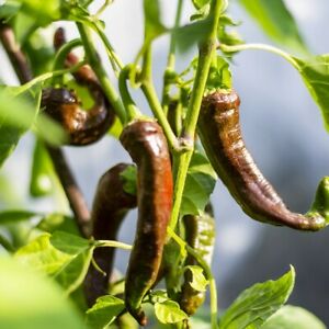 Kashmiri chilli SEEDS (approximately 15 seeds)