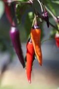 Purple Haze chilli Seeds (approximately 20 seeds)