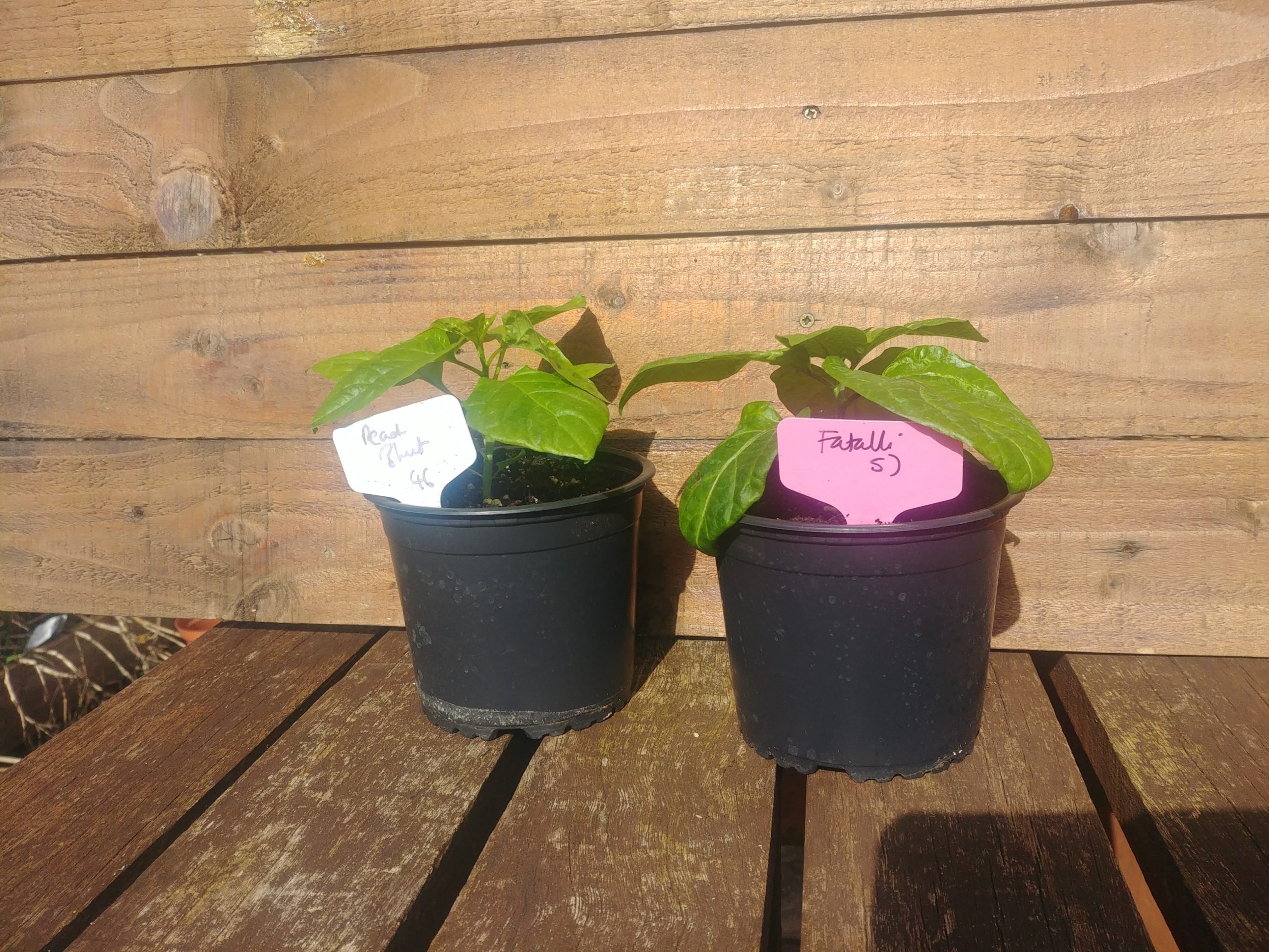 Chilli Plants For Sale!!!