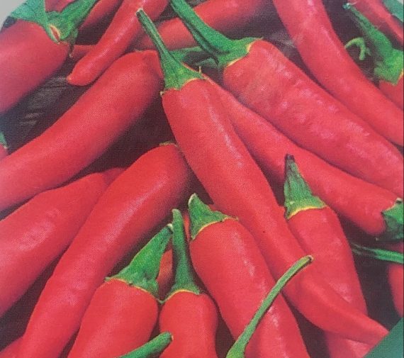 THREE (3) Chilli Plants