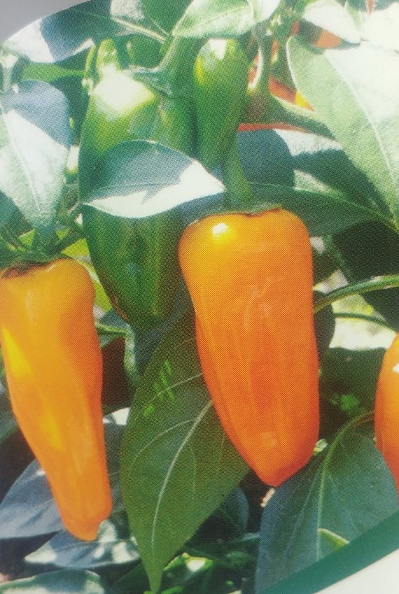 THREE (3) Chilli Plants