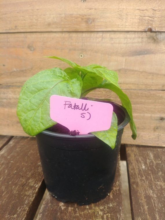 1 X Fatalii Chilli Plant