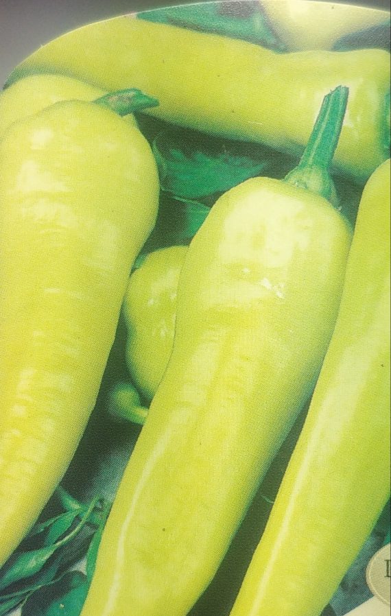 THREE (3) Chilli Plants
