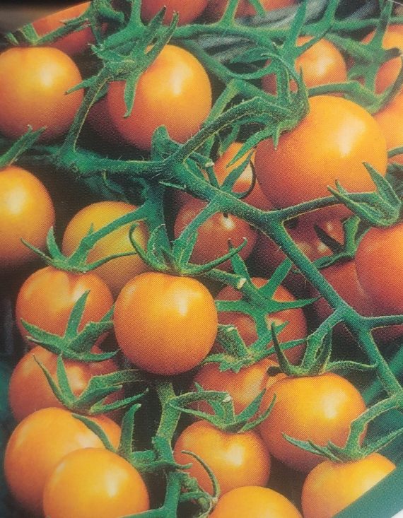 THREE (3) Veggie Plants