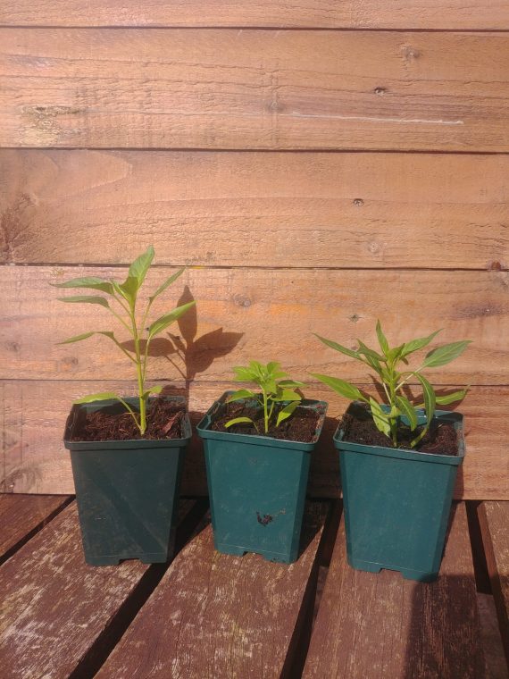 THREE (3) Chilli Plants