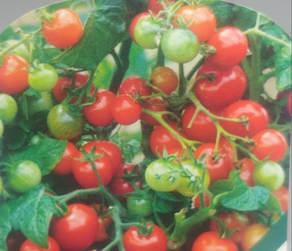 THREE (3) Veggie Plants