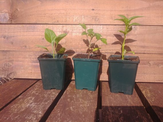THREE (3) Veggie Plants