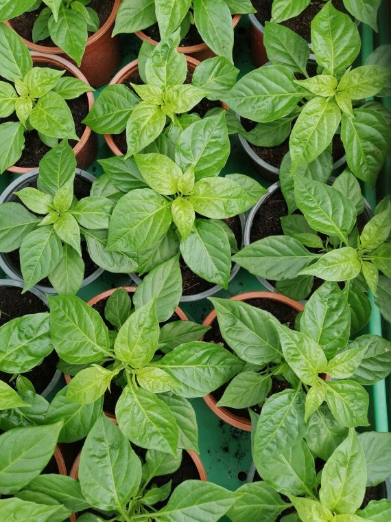 1 X Carolina Reaper Plant