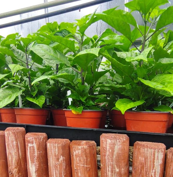 3 x Carolina Reaper Plants