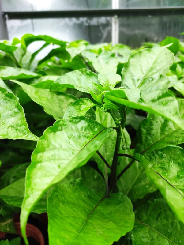 3 x Carolina Reaper Plants