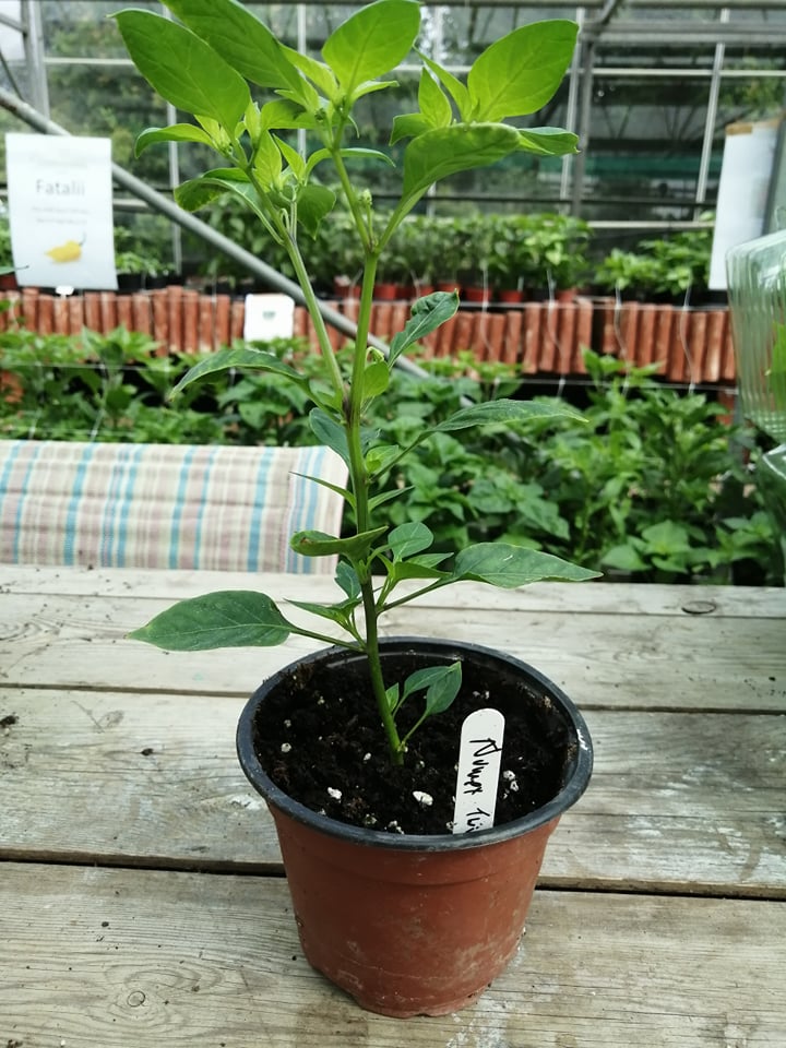 Numex Twilight Plant