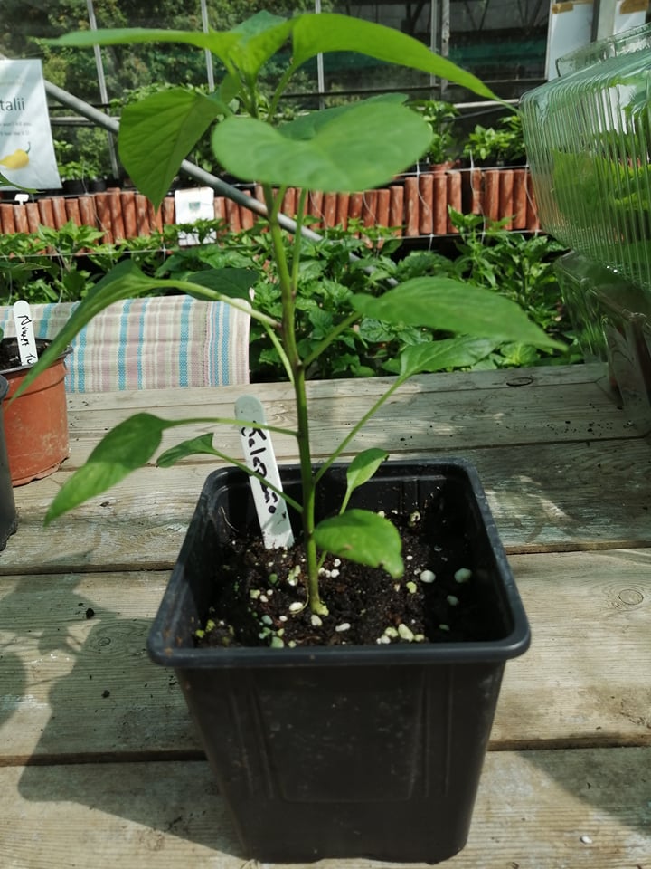 Jalapeno Plant