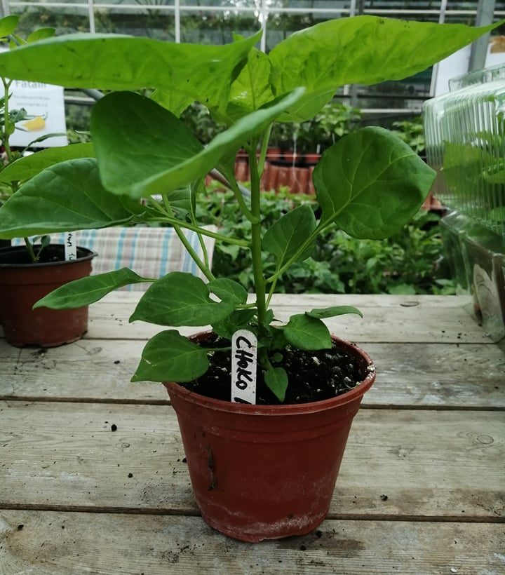 Chocolate Habanero Plant