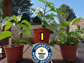 3 X Super Hot Plants!