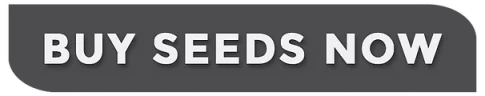 buyseed